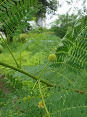 Leucaena leucocephala