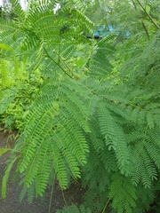 Leucaena leucocephala