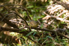 Horornis acanthizoides