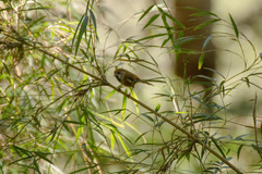 Suthora verreauxi morrisoniana