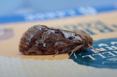 Korscheltellus fusconebulosa