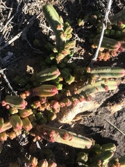 Crassula pyramidalis