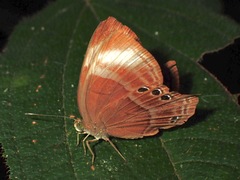 Abisara