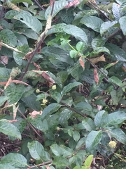 Cephalanthus tetrandra