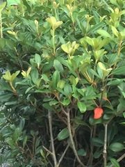 Ternstroemia