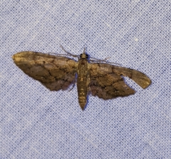 Eupithecia unicolor