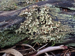 Thysanothecium scutellatum