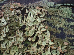 Thysanothecium scutellatum