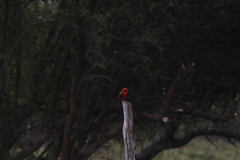 Pyrocephalus rubinus