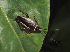 Hemithyrsocera histrio