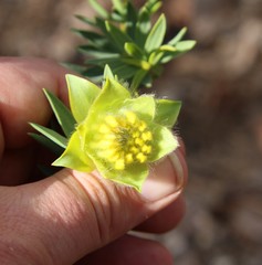 Pimelea suaveolens