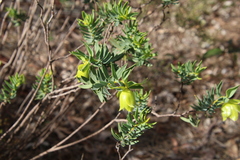 Pimelea suaveolens
