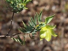 Pimelea suaveolens