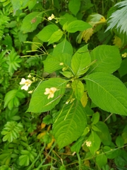 Impatiens parviflora