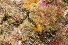 Notoclinops segmentatus