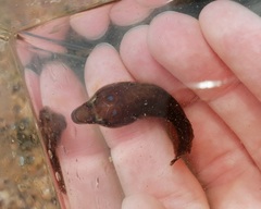 Lepadogaster purpurea