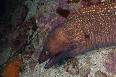Gymnothorax prionodon