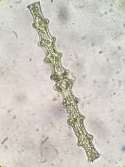 Pleurotaenium nodosum