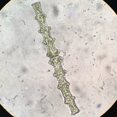 Pleurotaenium nodosum