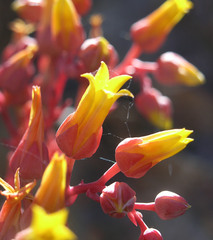 Dudleya saxosa collomiae