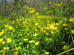 Ranunculus constantinopolitanus