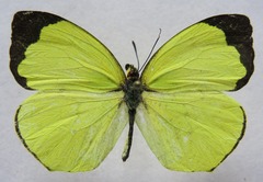 Abaeis xantochlora xantochlora