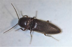 Diplostethus carolinensis