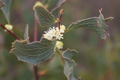 Hakea undulata