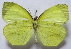 Abaeis xantochlora xantochlora