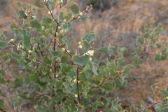 Hakea undulata