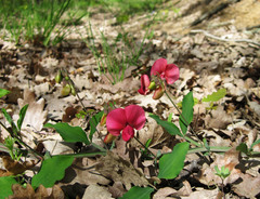 Lathyrus rotundifolius