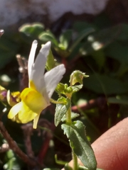 Nemesia ligulata