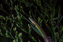 Takydromus formosanus