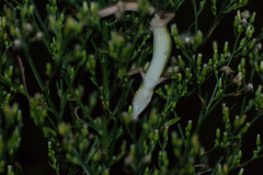 Takydromus formosanus