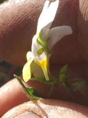 Nemesia ligulata