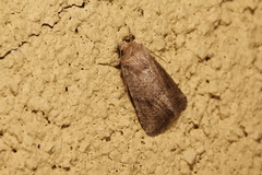 Athetiina
