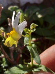Nemesia ligulata