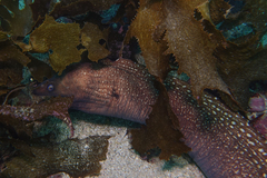 Gymnothorax prionodon