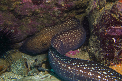 Gymnothorax prionodon