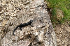 Salamandra atra pasubiensis