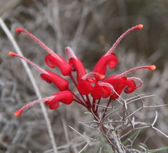 Grevillea wilsonii