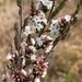 Grey Beard-Heath - Photo (c) Guy Taseski, some rights reserved (CC BY), uploaded by Guy Taseski