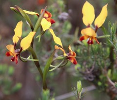 Diuris brumalis