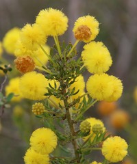 Acacia lateriticola