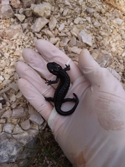 Salamandra atra pasubiensis