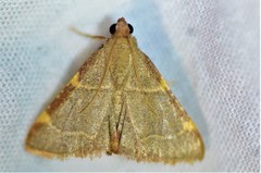 Hypsopygia binodulalis