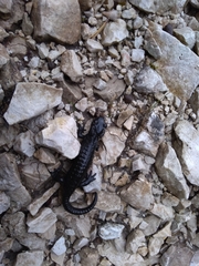 Salamandra atra pasubiensis