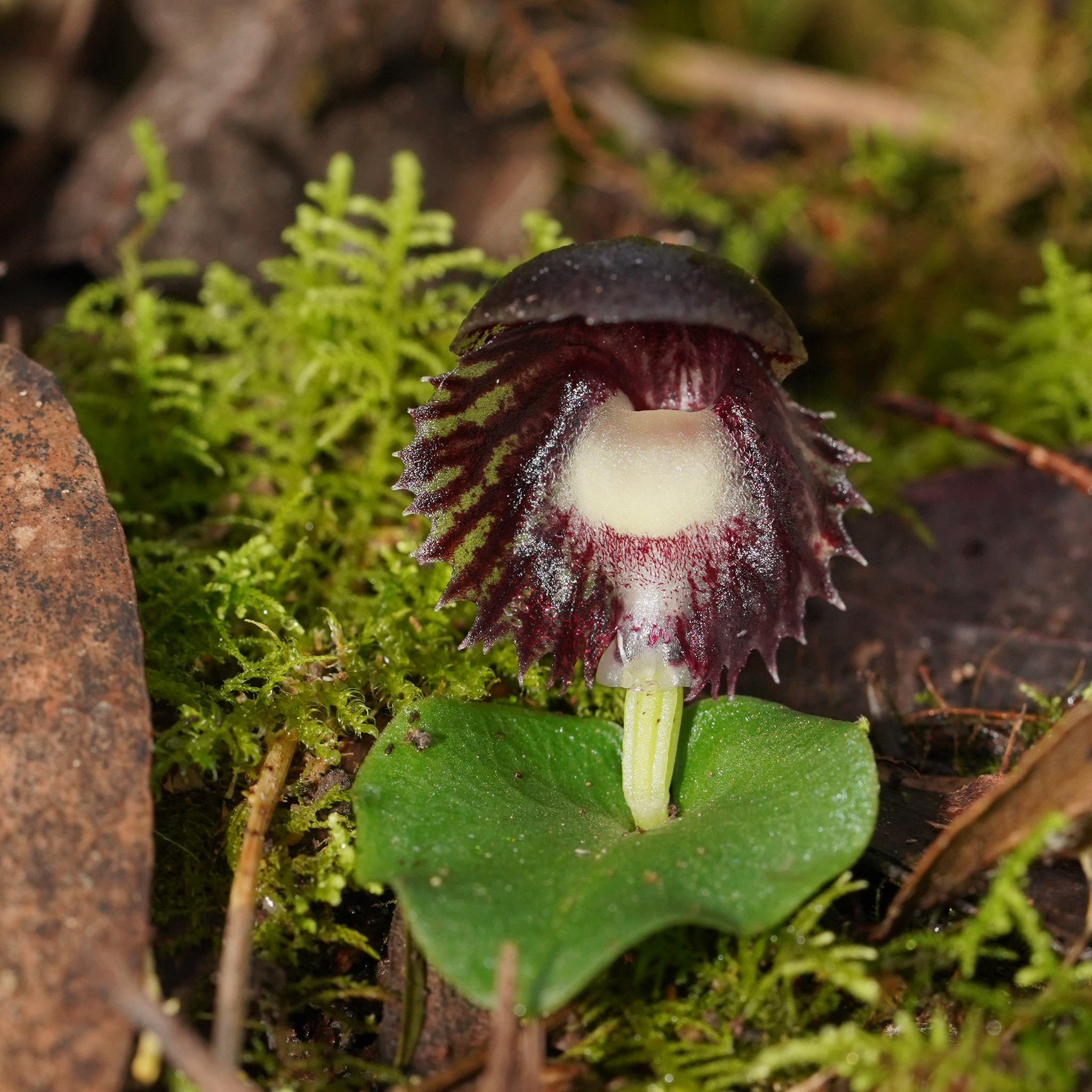Helmet orchids (Genus Corybas) · iNaturalist