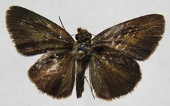 Synapte salenus salenus