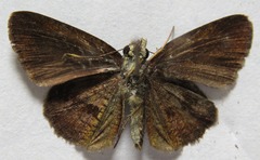 Synapte salenus salenus